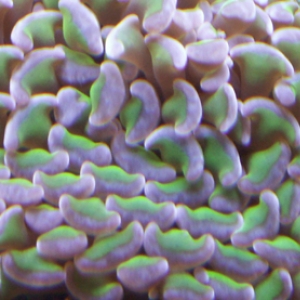 Close up of new Hammer Coral