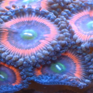 Zoanthids