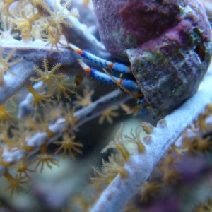 Gorg hosting Blue Legged Hermit