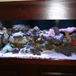 120g Reef