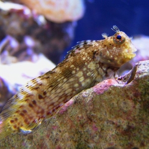 blenny