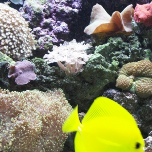 34 gl. Red Sea Reef