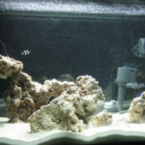 40 gallon Tank