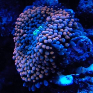 mushroom_under_actinics