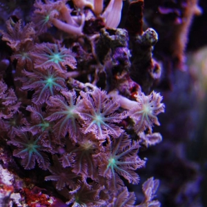 Green centered clove polyps