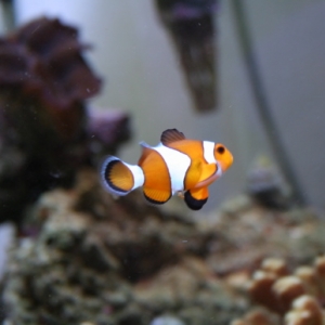 Male and Female Ocellaris