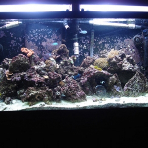 Tank15