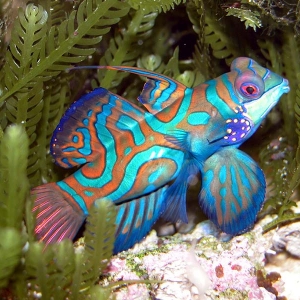 Mandarin's relatively undersized mouth