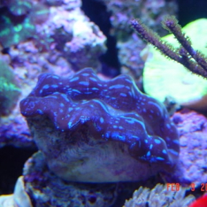 reefnut tank pics