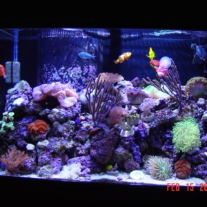 reefnut tank pics