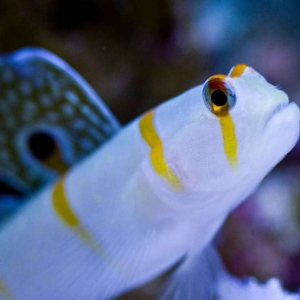 Randall's Goby