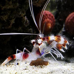 Coral banded shrimpie
