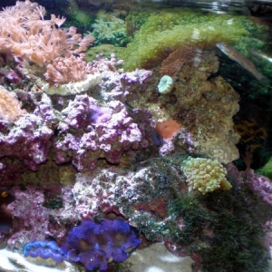 My tank pics