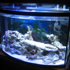 Nann's Tank