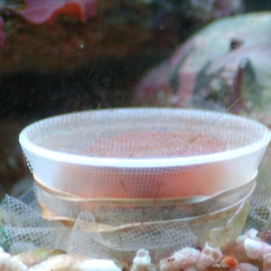 Mushroom frag cups.