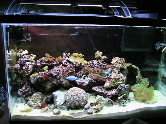 30G reef 4-2007