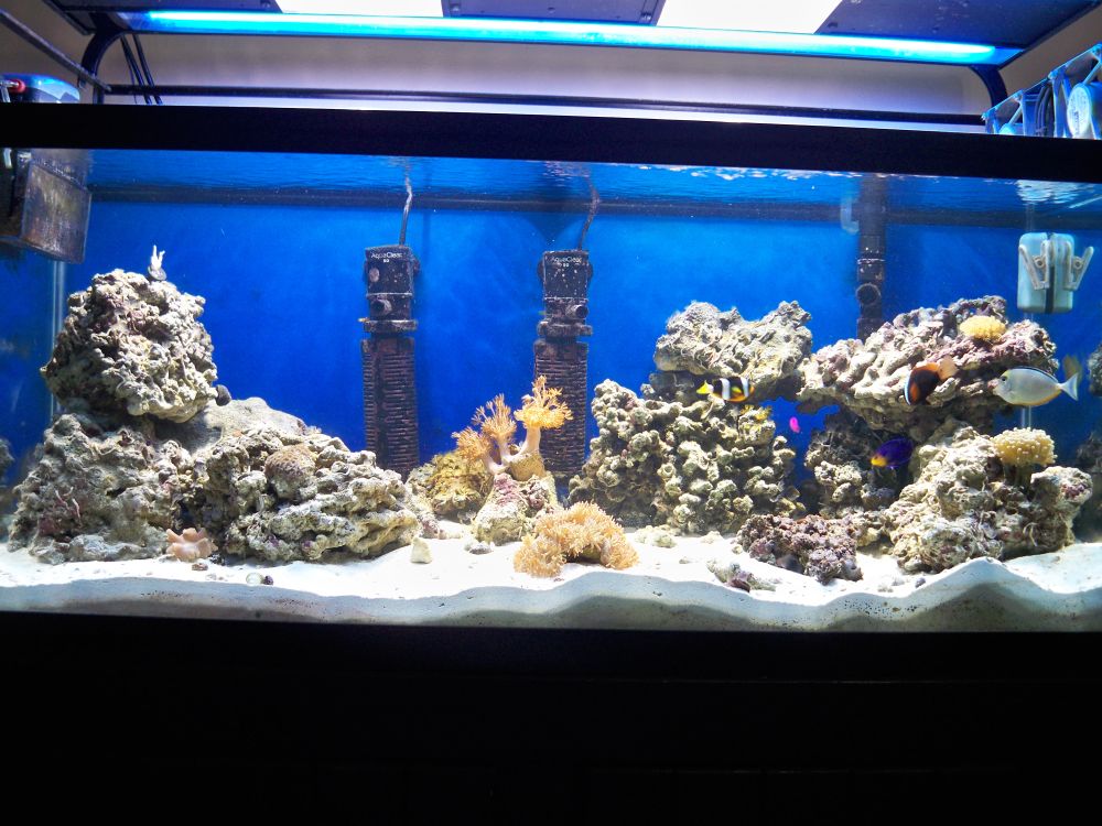 75 Gallon Reef Aquarium