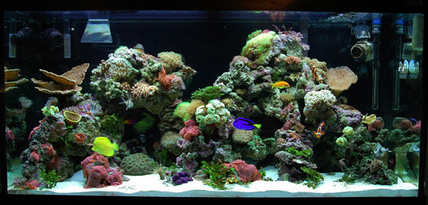 90 gal reef