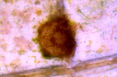 Acropora palmata (through scope)