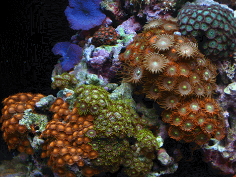 All the Zoas of my tank