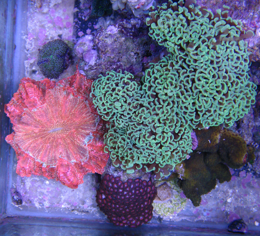 April Photo contest - euphyllia coral