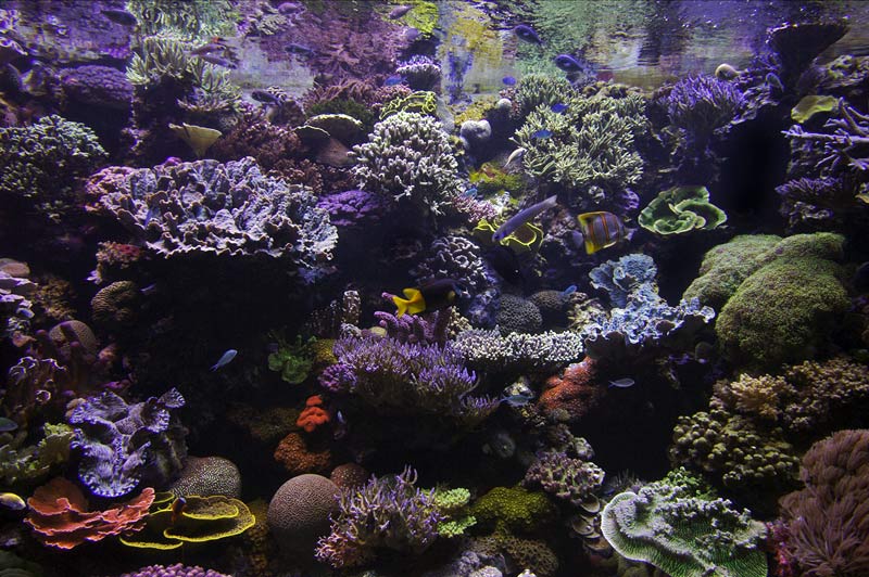 Aquarium of the Pacific in Long Beach CA