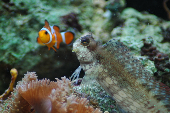 Blenny and friend