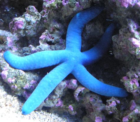 blue linkia star