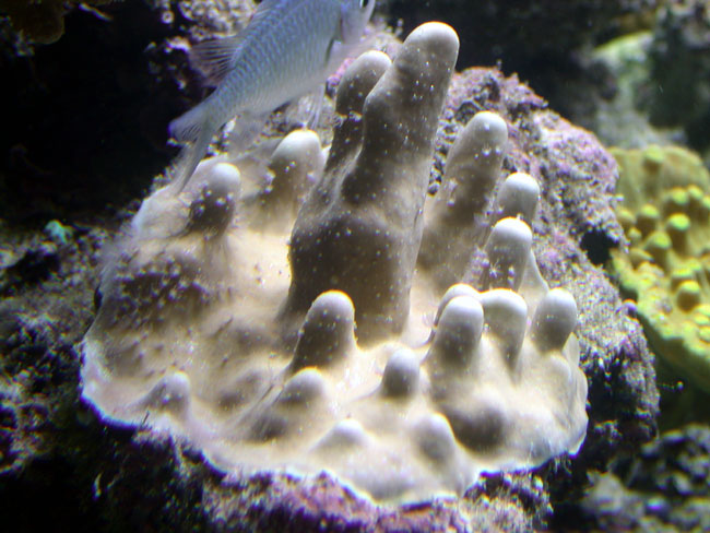 Blue-ridge-coral