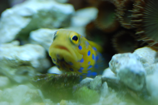 Blue Spot Jawfish for Lorraine