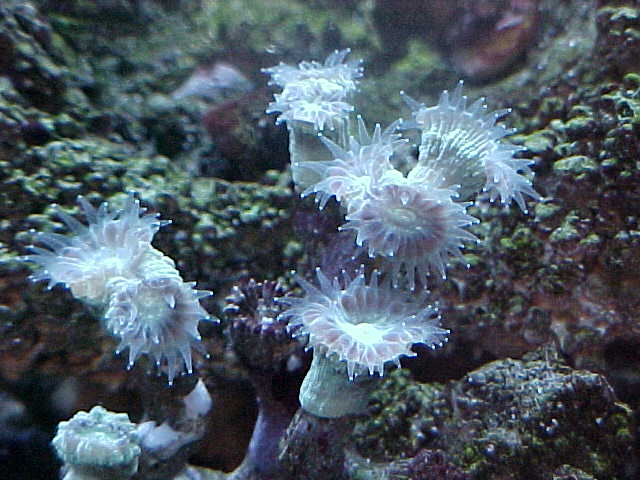 candy coral under actinics