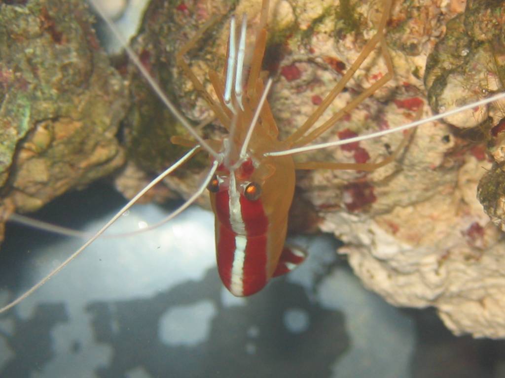 Cleaner shrimp