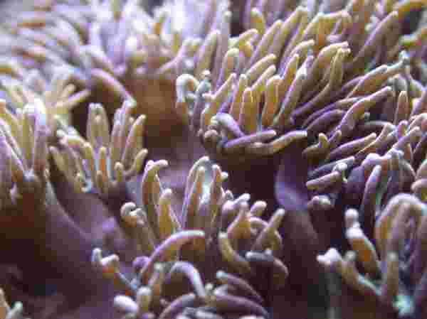 close up of a cup coral