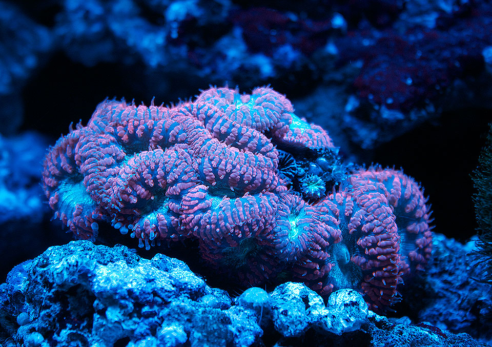 coral1a
