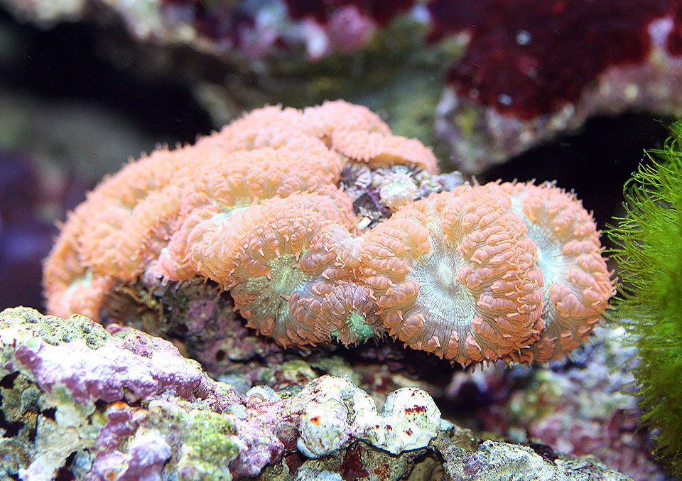 coral1b