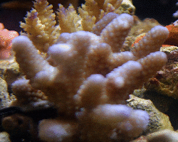 Coral_4