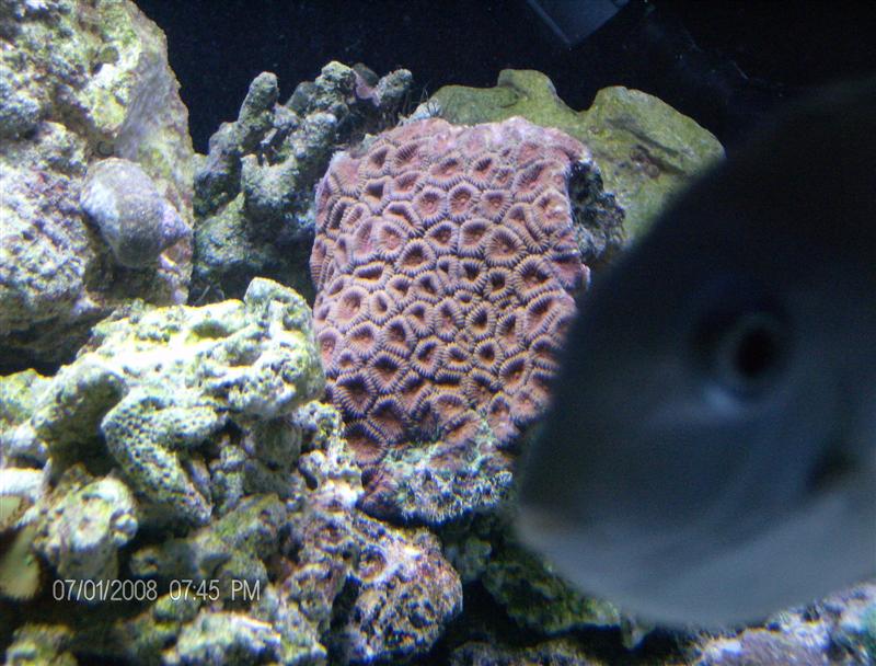 Corals in new 180