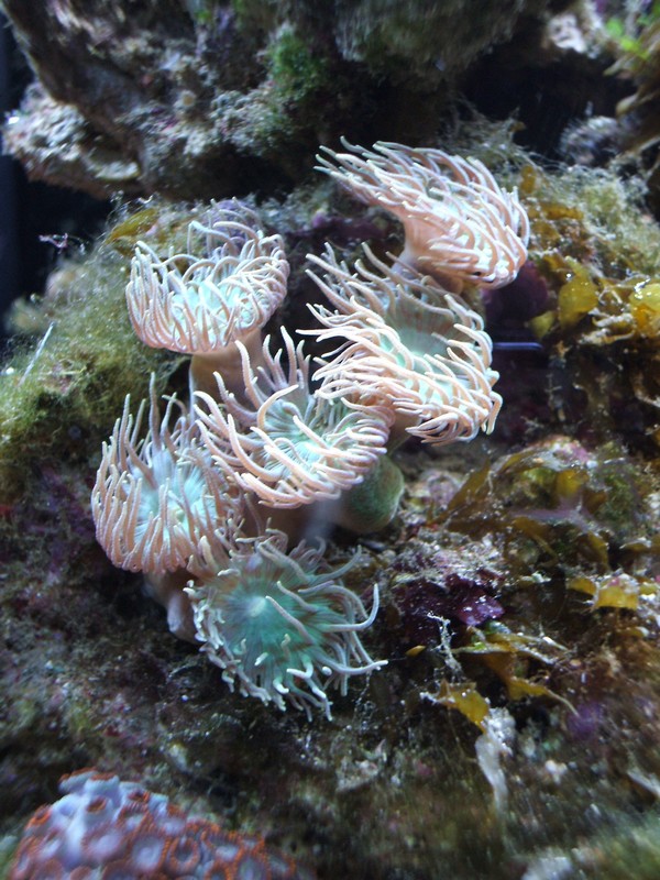 Duncan's coral
