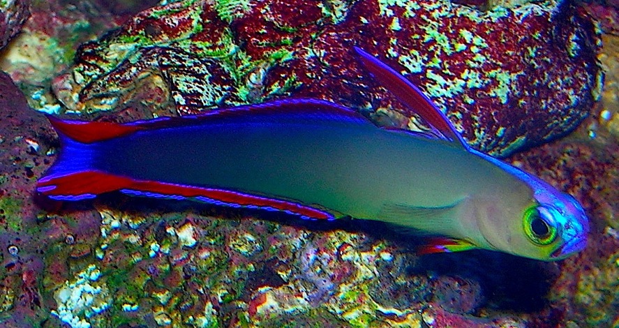 DxSOR's Purple Firefish