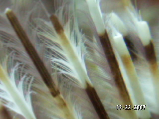 Feather_Duster