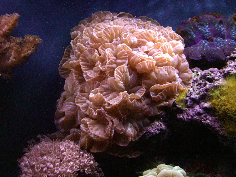 Fox Coral (Nemenzophyllia turbida)