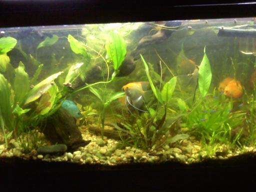 Freshwater Discus Planted Tank