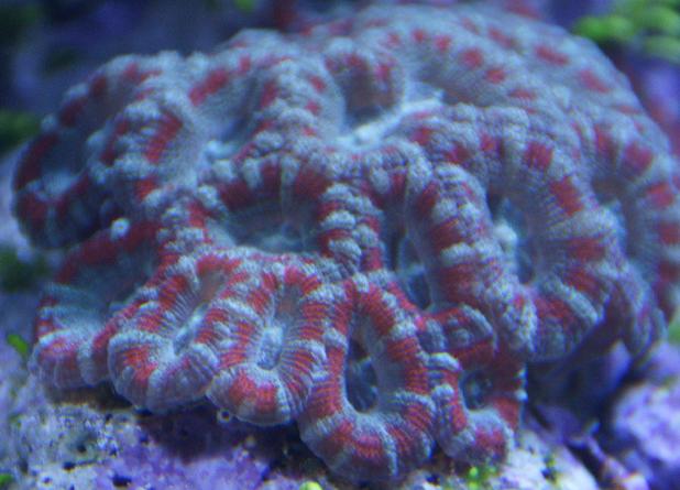 green, red, blue, and purple acan