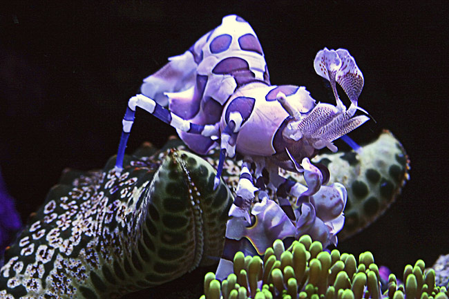 Harlequin Shrimp feasting on a Starfish