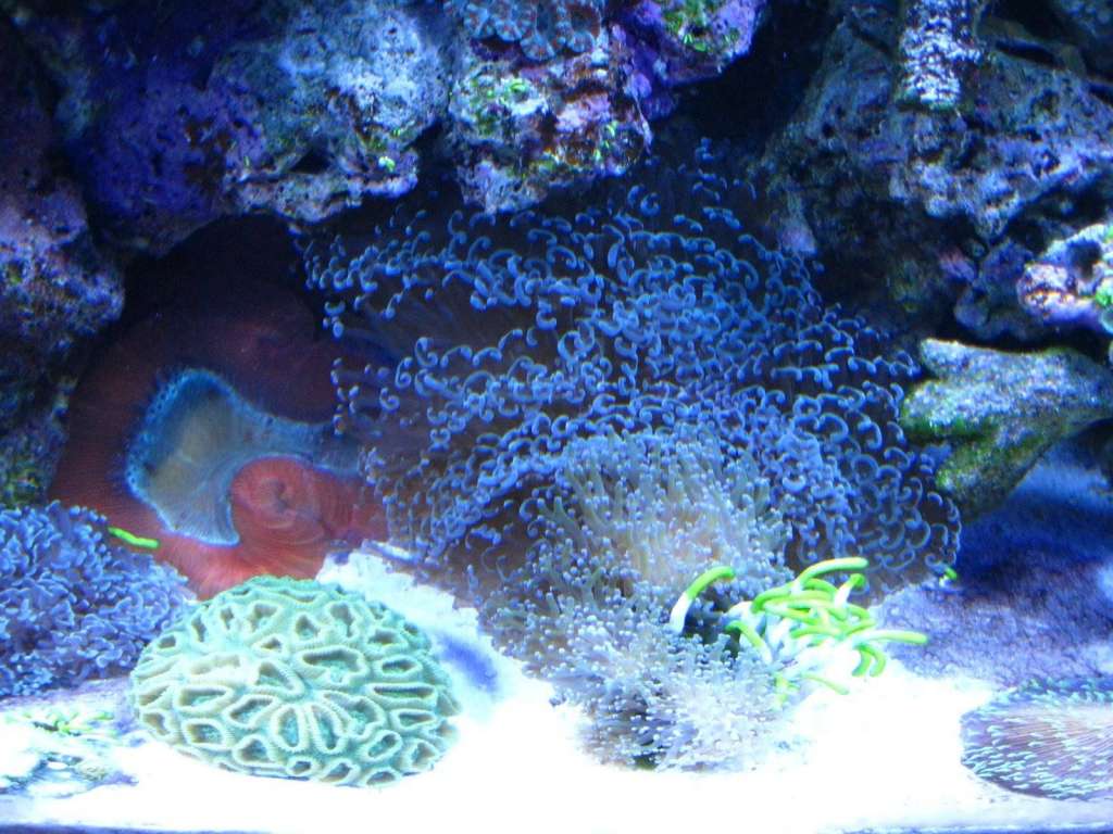 Large Hammer coral