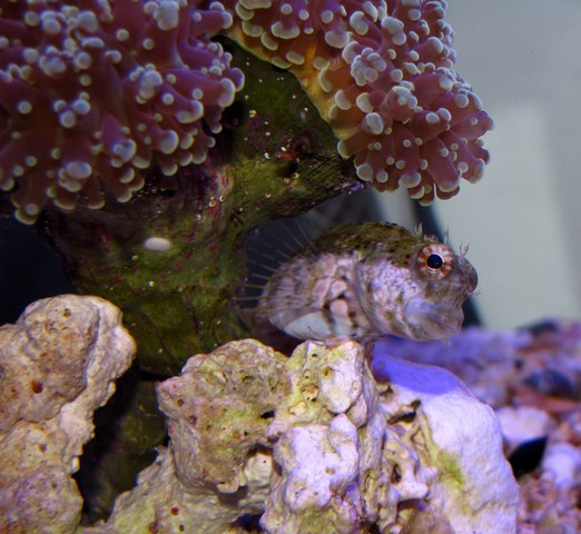 Lawnmower Blenny perched along Frogspawn