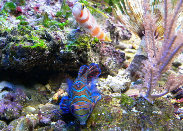 Mandarinfish and Pinkbar goby