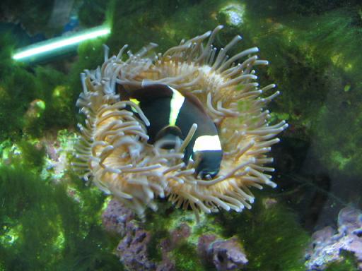 Maroon Clownfish in Bubbletip Anemone