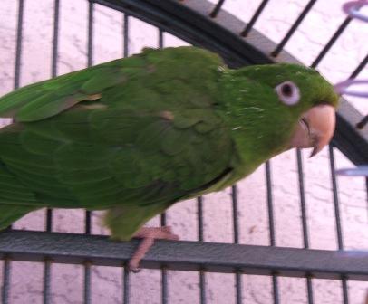 Max White Eyed Conure