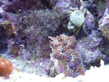 More of my corals